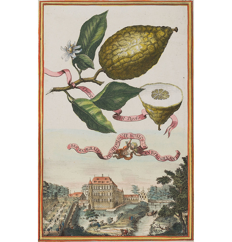 Branch of a citrus plant with fruit above a garden from a bird's eye view.