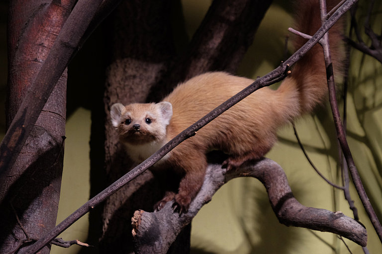  A stuffed weasel on a branch.