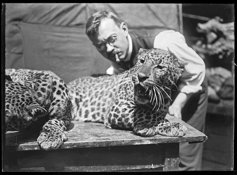 Josef Pallenberg wie er einen Leopard betrachtet