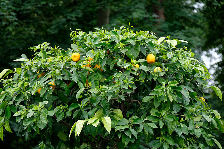 Zitrusfrüchte an einem Baum im Park von Schloss Benrath.