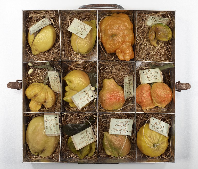 Eine Kiste von oben, gefüllt mit Zitrusfrüchten aus Wachs.