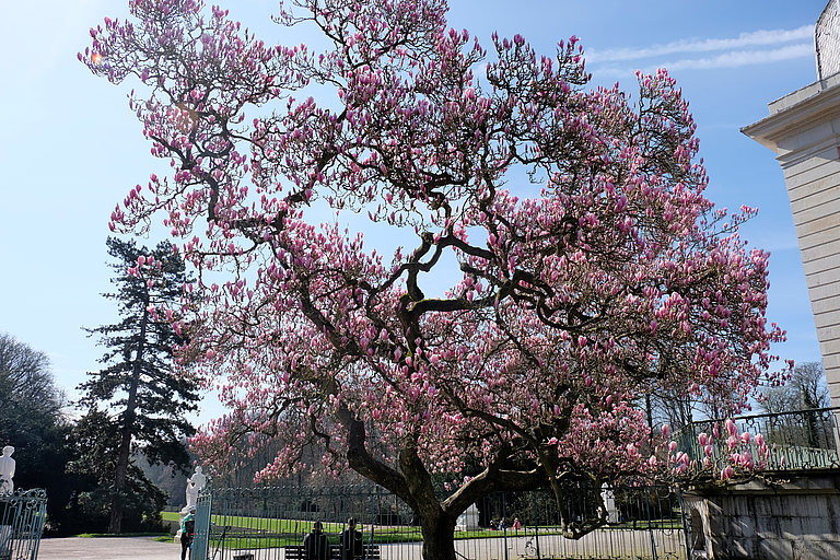 Blühender Magnolienbaum links vom Corps de Logis